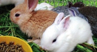 Krmné směsi pro králíky: jaké jsou možnosti a recepty na vlastní přípravu